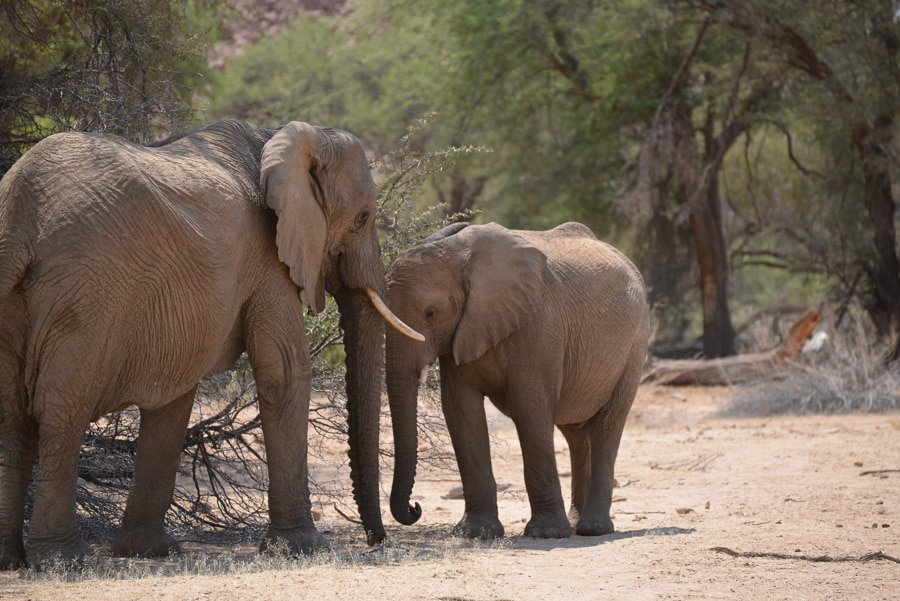 Touching elephants