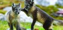 karen-povey_sval42_arctic-fox-kits-at-hornsund-gnalodden