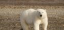 shutterstock_1119675386_polar-bear-nunavut-canada