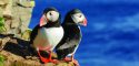 shutterstock_449903662_puffin-on-the-rocks-at-latrabjarg-iceland