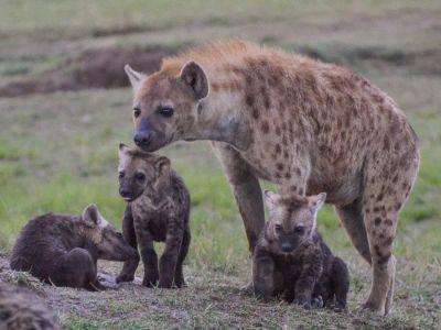 Hyenas in the Wild
