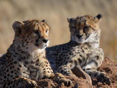 Chilling Cheetahs in Namibia Safari