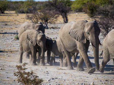 Group of Elephants in Namibia Safari