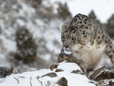 hidden-places-travel-snow-leopard