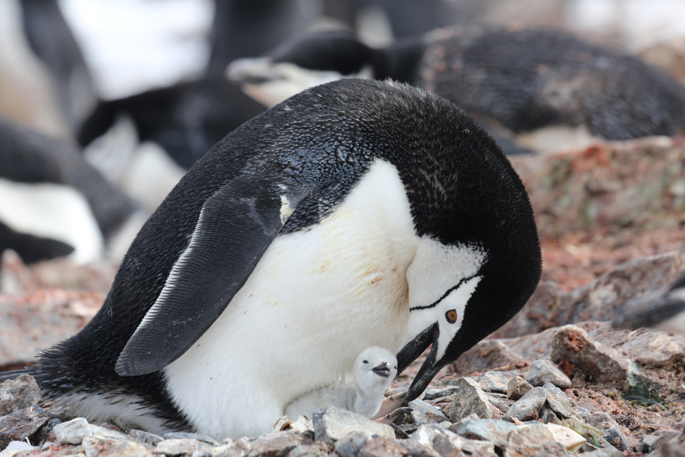 Chinstrap penguin and chick