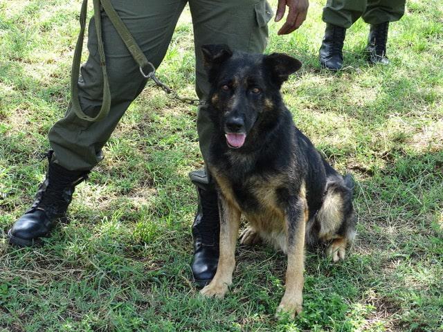 tracker dog used to protect elephants from poachers