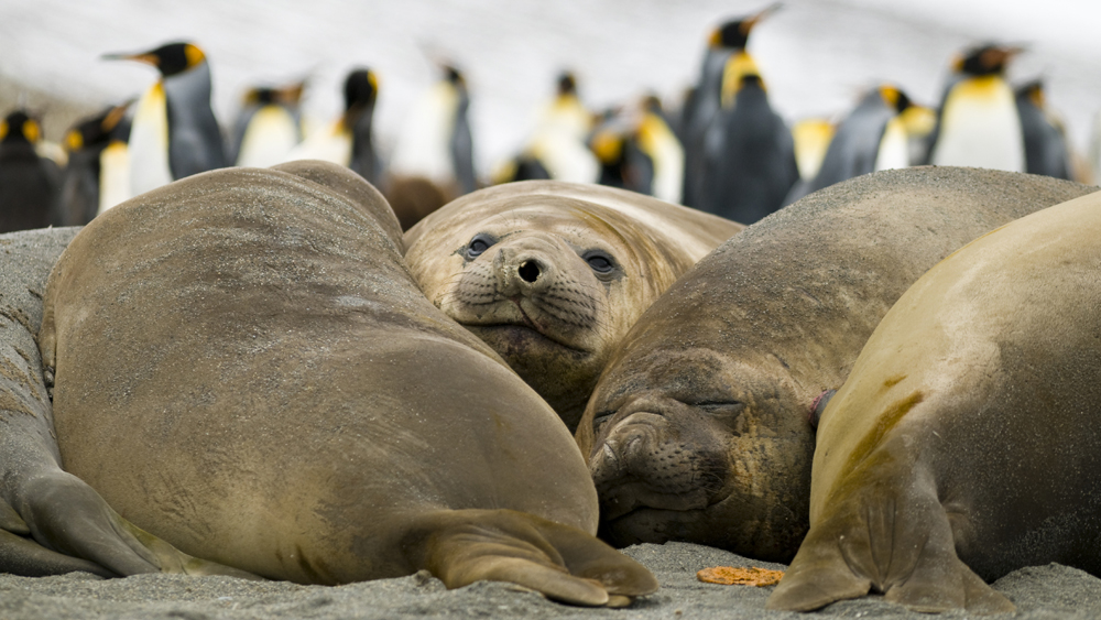 Elephant seals and king penguins