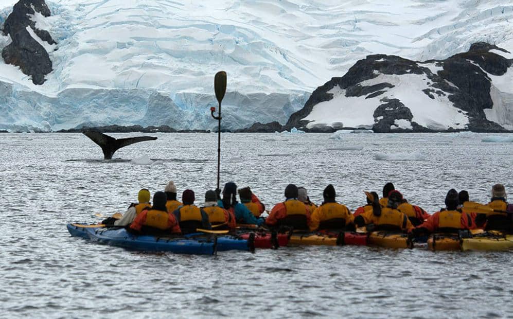 Kayaking with whales