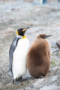 King Penguin adult and chick