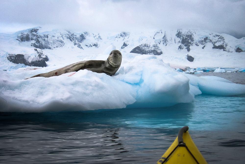 Kayaking with Leopard Seals