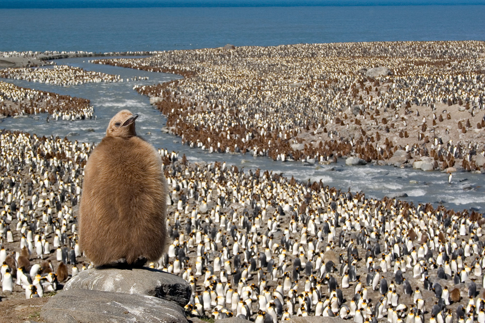 Salisbury Plain penguins