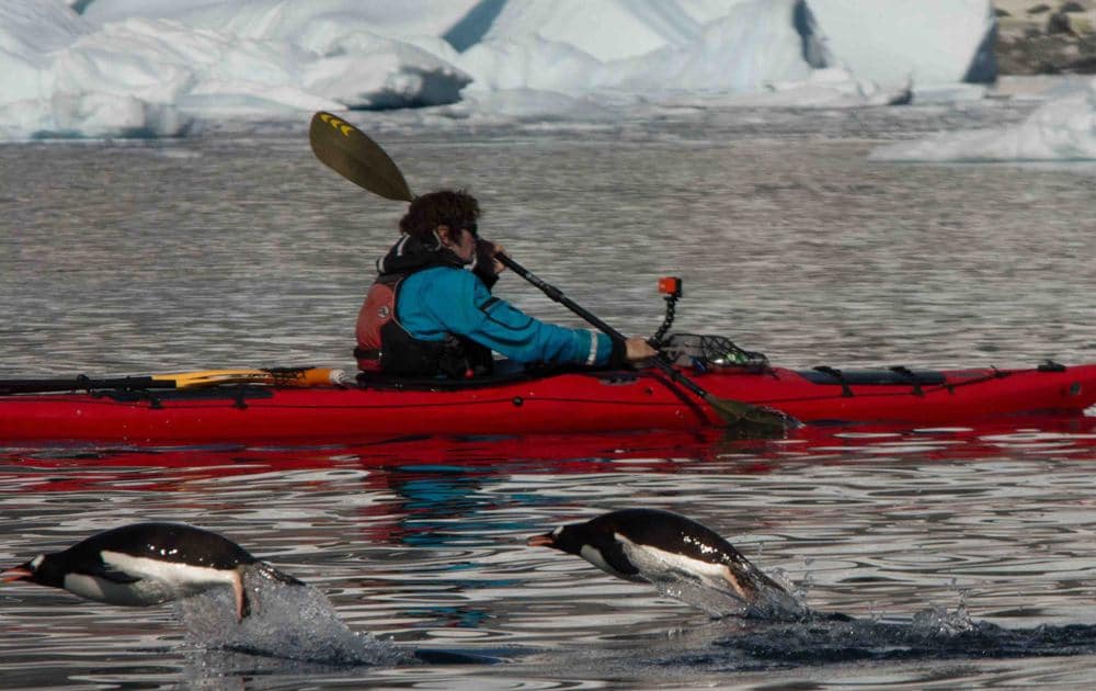 Kayaking with penguins